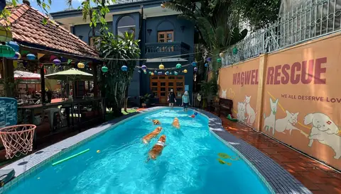 WagWel Rescue Saigon - Rescue Dog Cafe & Community Space