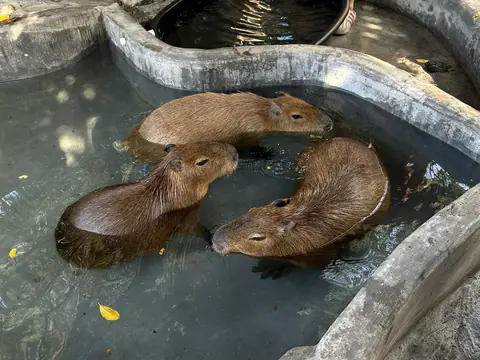 Kapi Cafe Capybara Experience